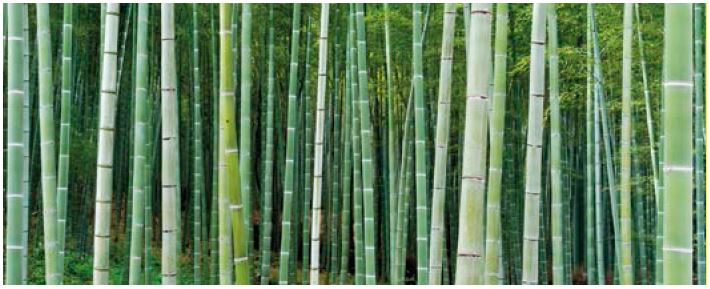 Motiv Bambus, Querformat, als komplettes Bild (80x300cm) <br>oder zusammengesetzt aus drei Feldern (3 mal 100x80cm oder 120x100cm)